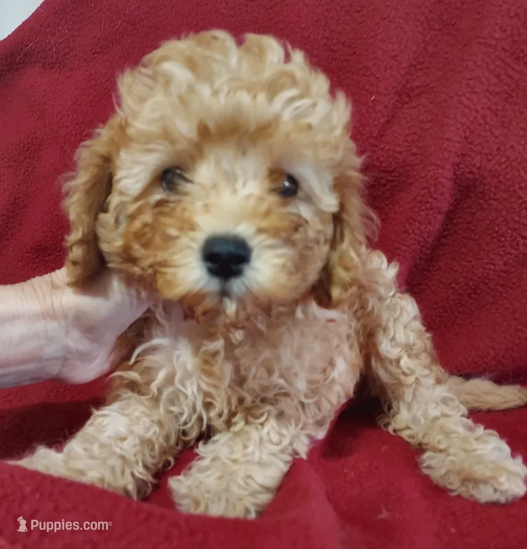Shona – Cavapoo puppy for sale in Purdy, MO