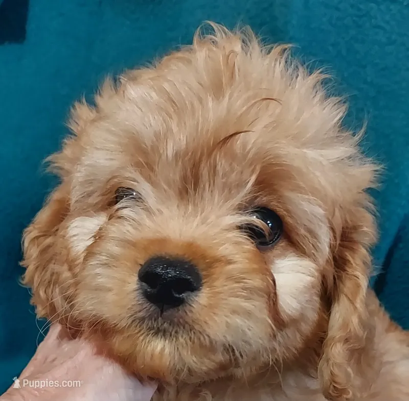 Shelton – Cavapoo puppy for sale in Purdy, MO