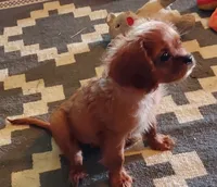 Ruth, a female Cavalier King Charles Spaniel for sale in Purdy, MO – 1 of 5