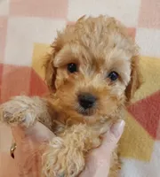 Lucille, a female Cavapoo for sale in Purdy, MO – 1 of 4