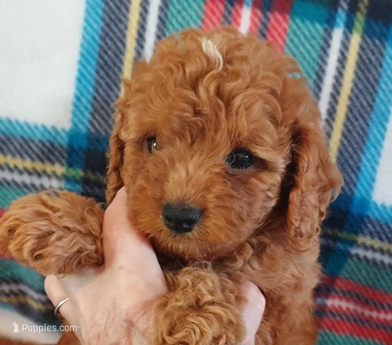 Shane – Cavapoo puppy for sale in Purdy, MO