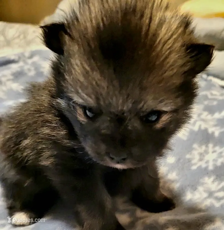 Duncan  – Pomeranian puppy for sale in Stacy, MN