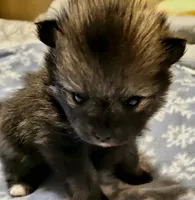 Duncan , a male Pomeranian for sale in Stacy, MN – 1 of 5