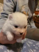 Donald red collar , a male Pomeranian for sale in Stacy, MN – 3 of 3