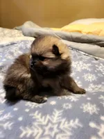 Della , a male Pomeranian for sale in Stacy, MN – 2 of 4