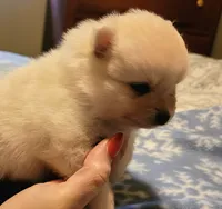 Daisy purple collar , a female Pomeranian for sale in Stacy, MN – 2 of 3