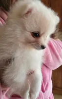 Daisy purple collar , a female Pomeranian for sale in Stacy, MN – 5 of 6