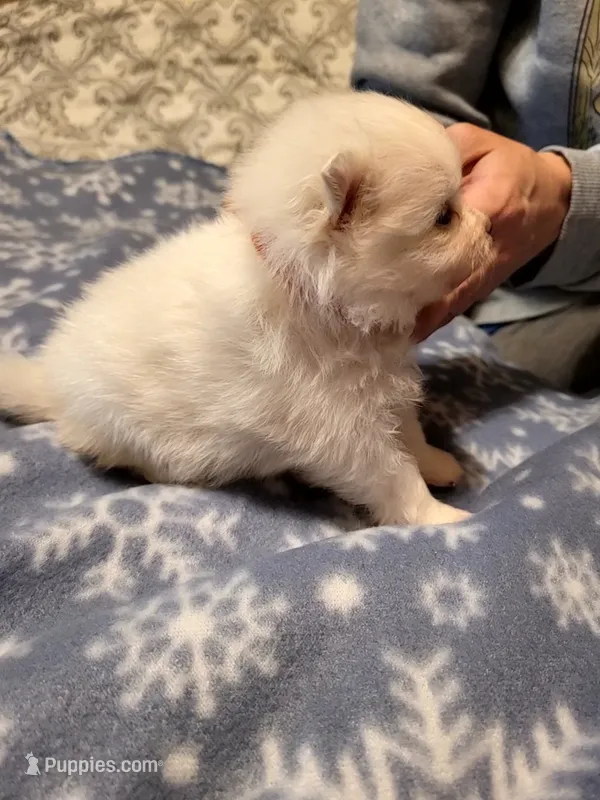 Donald red collar  – Pomeranian puppy for sale in Stacy, MN