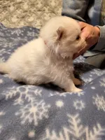 Donald red collar , a male Pomeranian for sale in Stacy, MN – 1 of 3