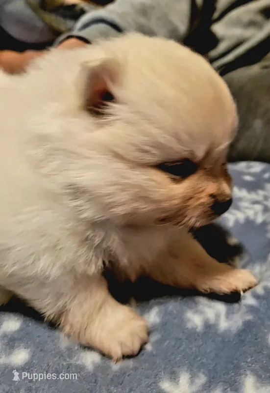 Daisy purple collar  – Pomeranian puppy for sale in Stacy, MN