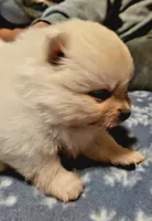 Daisy purple collar , a female Pomeranian for sale in Stacy, MN – 1 of 3