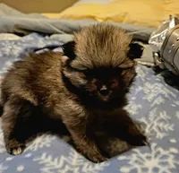 Della , a male Pomeranian for sale in Stacy, MN – 3 of 4