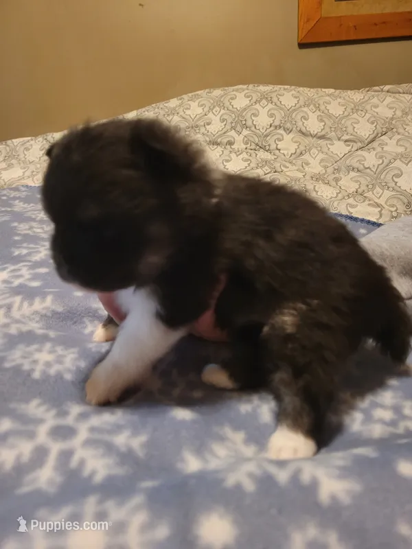 Genie  – Pomeranian puppy for sale in Stacy, MN