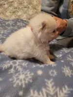 Donald red collar , a male Pomeranian for sale in Stacy, MN – 2 of 3