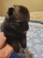 Duncan , a male Pomeranian for sale in Stacy, MN – 2 of 5
