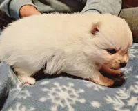 Daisy purple collar , a female Pomeranian for sale in Stacy, MN – 3 of 3