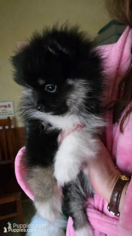 Genie  – Pomeranian puppy for sale in Stacy, MN
