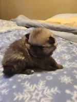 Della , a male Pomeranian for sale in Stacy, MN – 4 of 4