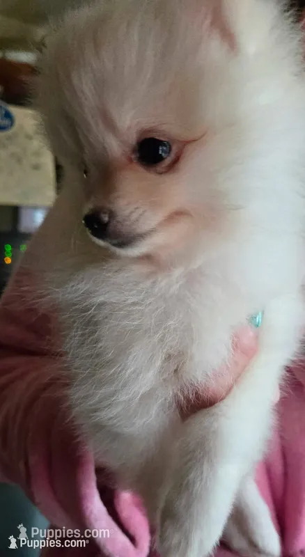 Daisy purple collar  – Pomeranian puppy for sale in Stacy, MN