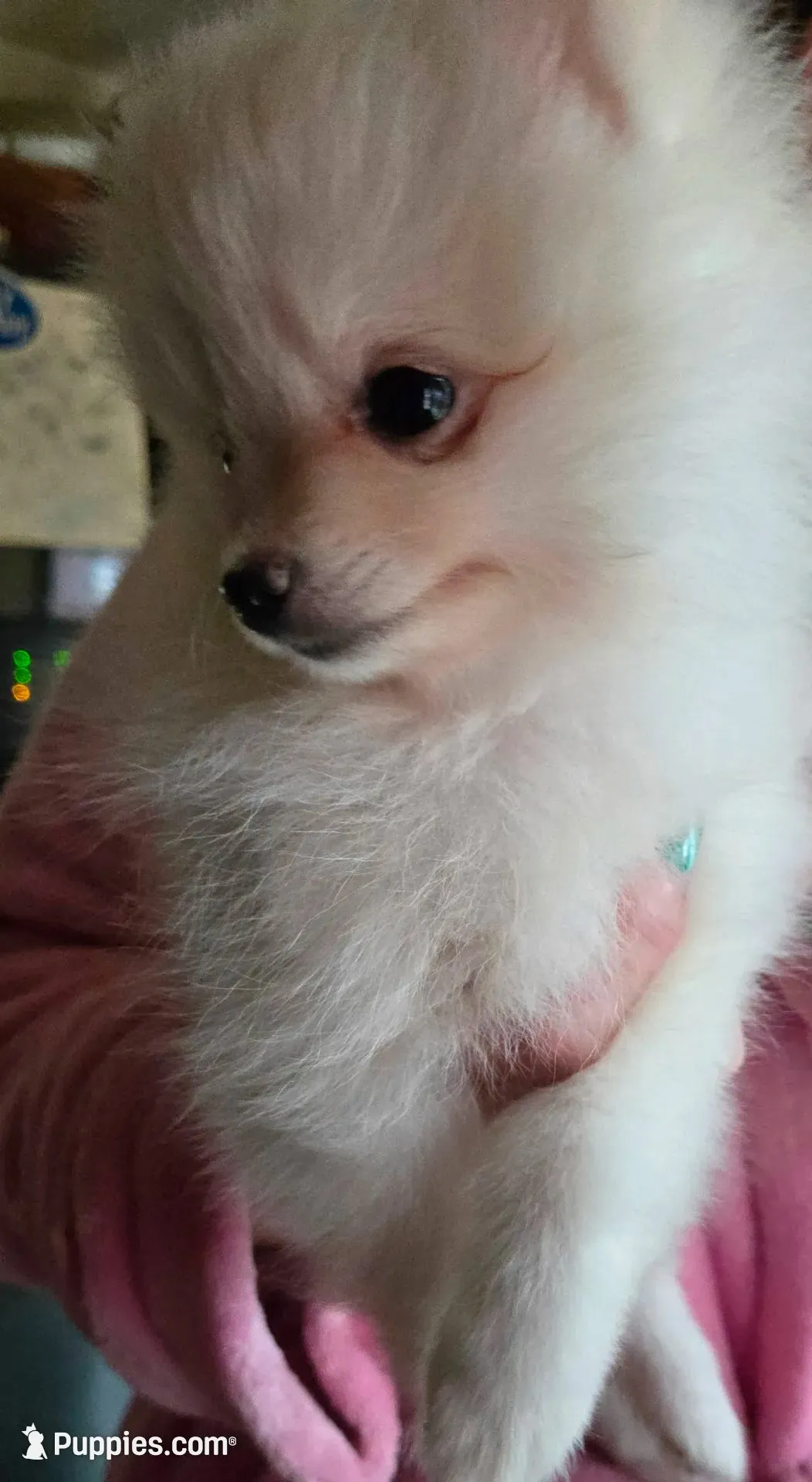 Daisy purple collar , a female Pomeranian for sale in Stacy, MN – 1 of 6