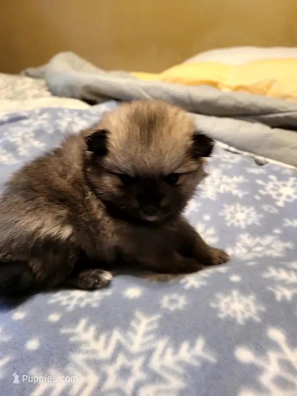 Della  – Pomeranian puppy for sale in Stacy, MN
