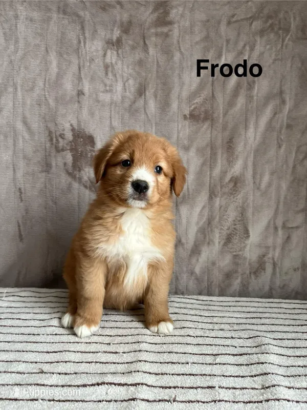Frodo, a male Nova Scotia Duck Tolling Retriever for sale in Royalston, MA – Photo 1 of 8