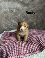 Rusty, a male Nova Scotia Duck Tolling Retriever for sale in Royalston, MA – Photo 1 of 6