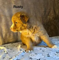 Rusty, a male Nova Scotia Duck Tolling Retriever for sale in Royalston, MA – Photo 3 of 6
