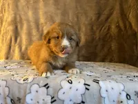 Rusty, a male Nova Scotia Duck Tolling Retriever for sale in Royalston, MA – Photo 6 of 6