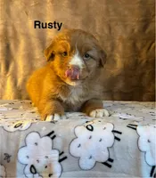 Rusty, a male Nova Scotia Duck Tolling Retriever for sale in Royalston, MA – Photo 2 of 6
