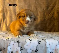 Rusty, a male Nova Scotia Duck Tolling Retriever for sale in Royalston, MA – Photo 4 of 6
