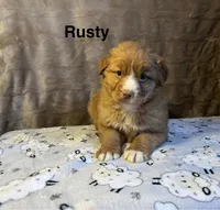 Rusty, a male Nova Scotia Duck Tolling Retriever for sale in Royalston, MA – Photo 5 of 6