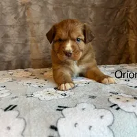 Orion, a male Nova Scotia Duck Tolling Retriever for sale in Royalston, MA – Photo 3 of 10