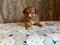 Orion, a male Nova Scotia Duck Tolling Retriever for sale in Royalston, MA – Photo 3 of 6