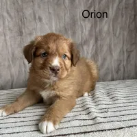 Orion, a male Nova Scotia Duck Tolling Retriever for sale in Royalston, MA – Photo 7 of 10