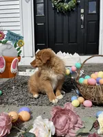 Orion, a male Nova Scotia Duck Tolling Retriever for sale in Royalston, MA – Photo 9 of 10