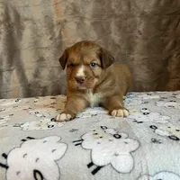 Orion, a male Nova Scotia Duck Tolling Retriever for sale in Royalston, MA – Photo 6 of 10