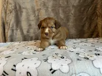 Orion, a male Nova Scotia Duck Tolling Retriever for sale in Royalston, MA – Photo 6 of 6