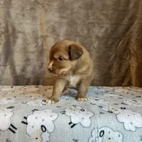 Orion, a male Nova Scotia Duck Tolling Retriever for sale in Royalston, MA – Photo 5 of 10