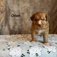 Orion, a male Nova Scotia Duck Tolling Retriever for sale in Royalston, MA – Photo 2 of 10