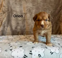 Orion, a male Nova Scotia Duck Tolling Retriever for sale in Royalston, MA – Photo 2 of 6
