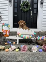 Orion, a male Nova Scotia Duck Tolling Retriever for sale in Royalston, MA – Photo 10 of 10