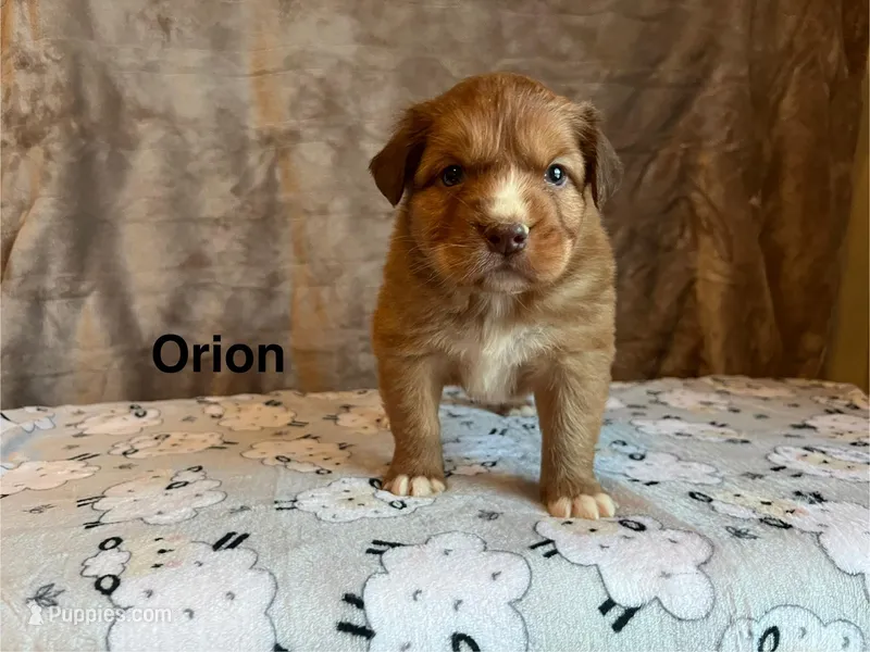 Orion, a male Nova Scotia Duck Tolling Retriever for sale in Royalston, MA – Photo 1 of 6