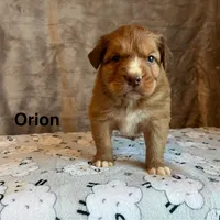 Orion, a male Nova Scotia Duck Tolling Retriever for sale in Royalston, MA – Photo 1 of 10