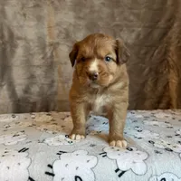 Orion, a male Nova Scotia Duck Tolling Retriever for sale in Royalston, MA – Photo 4 of 10
