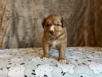 Orion, a male Nova Scotia Duck Tolling Retriever for sale in Royalston, MA – Photo 4 of 6