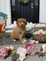 Orion, a male Nova Scotia Duck Tolling Retriever for sale in Royalston, MA – Photo 8 of 10