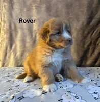 Rover, a male Nova Scotia Duck Tolling Retriever for sale in Royalston, MA – Photo 2 of 8