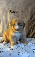 Rover, a male Nova Scotia Duck Tolling Retriever for sale in Royalston, MA – Photo 3 of 8