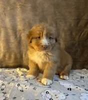 Rover, a male Nova Scotia Duck Tolling Retriever for sale in Royalston, MA – Photo 5 of 8